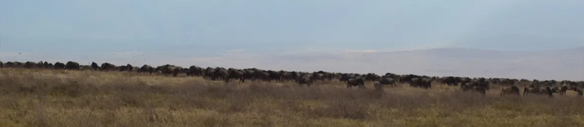 Ngorongoro National Park - Crater