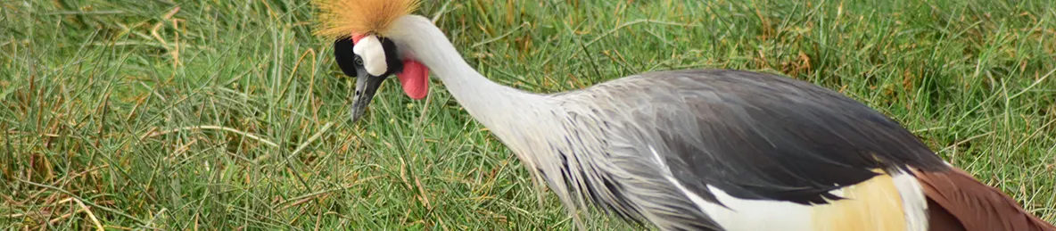 Ngorongoro National Park - Crater