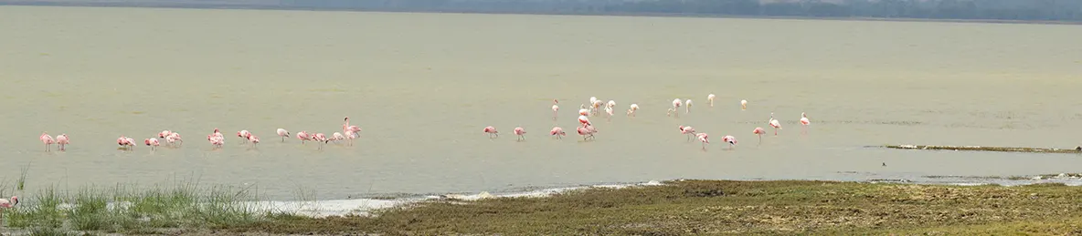 Ngorongoro National Park - Crater