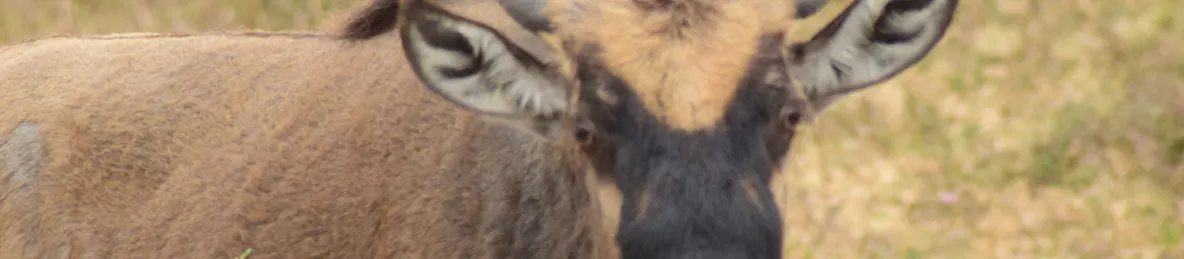 Ngorongoro National Park - Crater