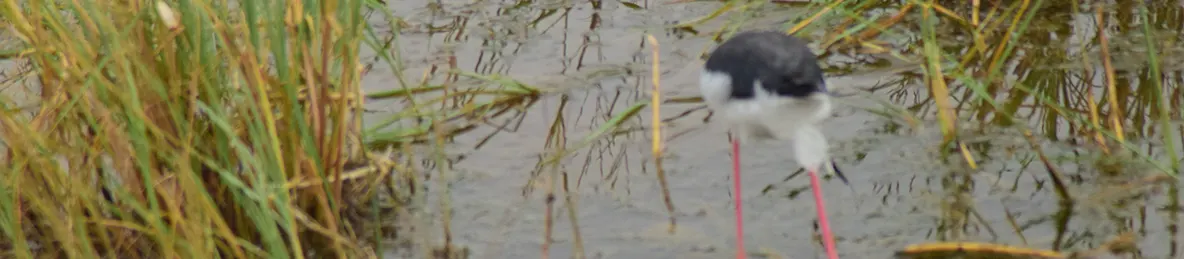 Serengeti National Park - Central