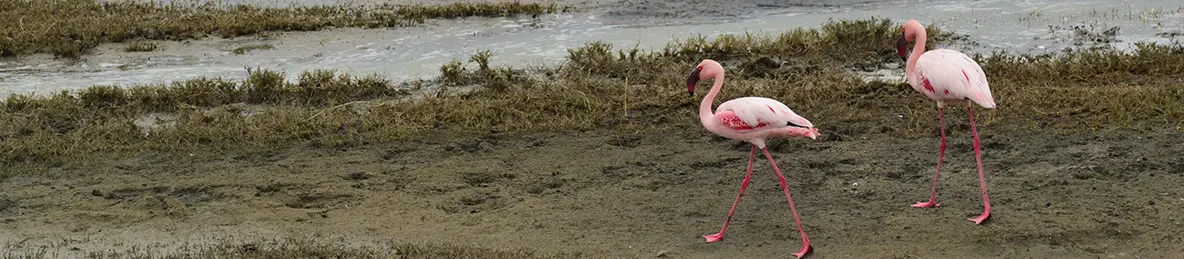 Ngorongoro National Park - Crater