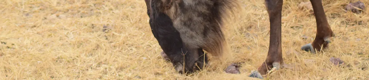 Ngorongoro National Park - Crater