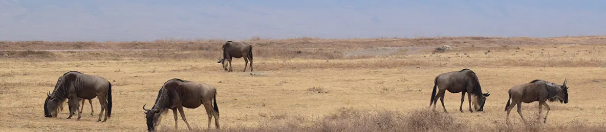 Ngorongoro National Park - Crater