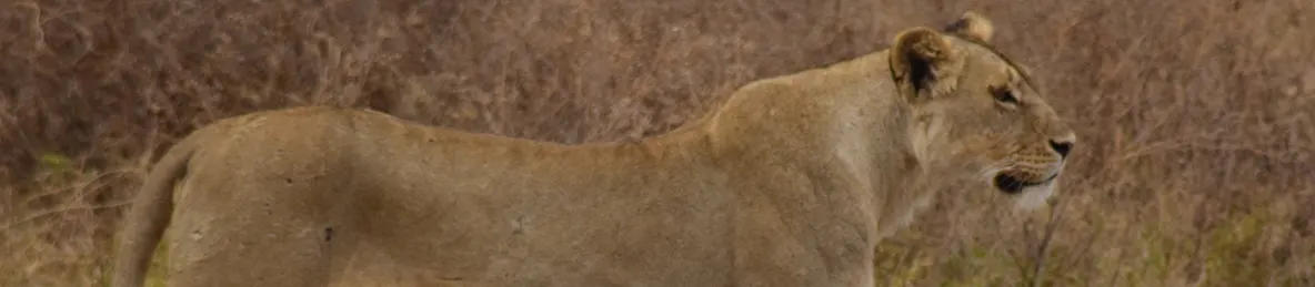 Ngorongoro National Park - Crater