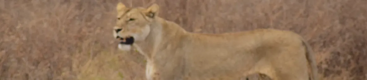 Ngorongoro National Park - Crater