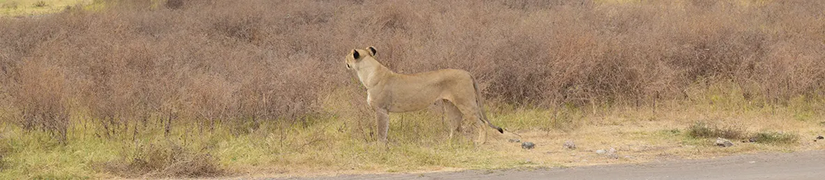 Ngorongoro National Park - Crater