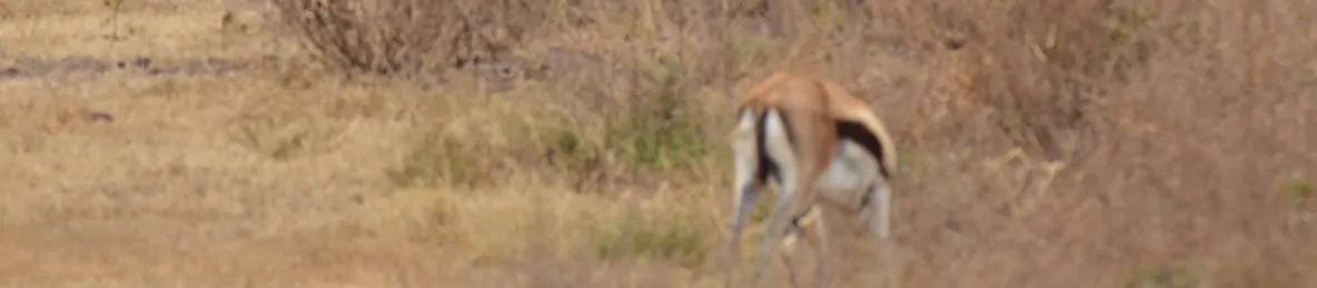 Tarangire national park