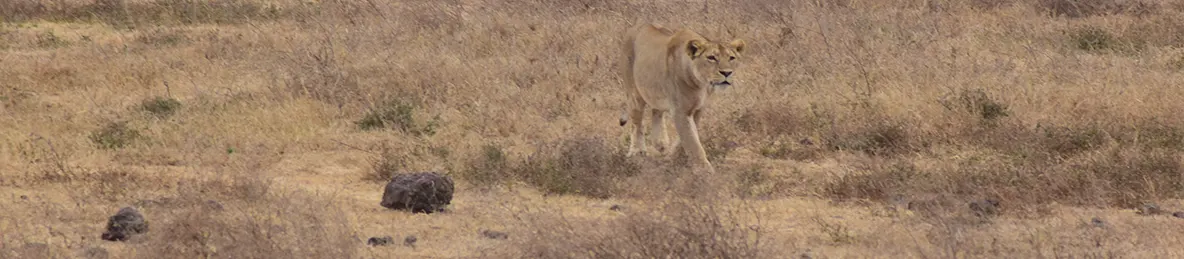 Ngorongoro National Park - Crater
