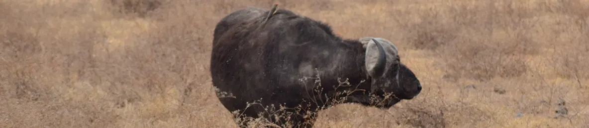 Ngorongoro National Park - Crater