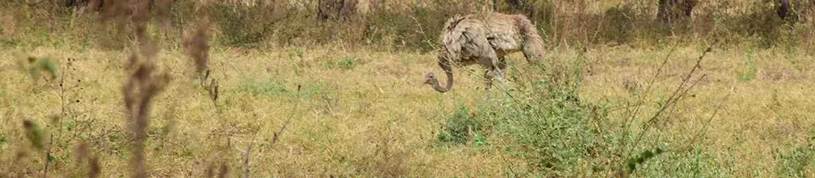 Ngorongoro Crater