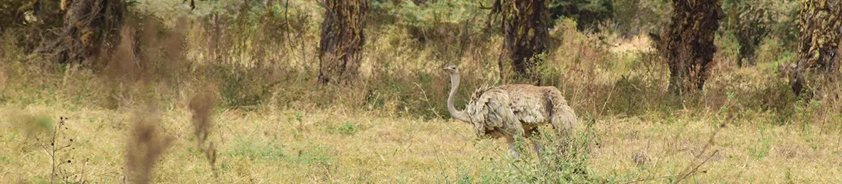 Ngorongoro Crater
