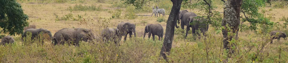Ngorongoro Crater