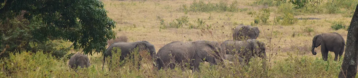 Ngorongoro National Park - Crater