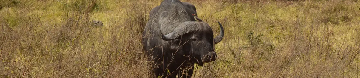 Ngorongoro National Park - Crater