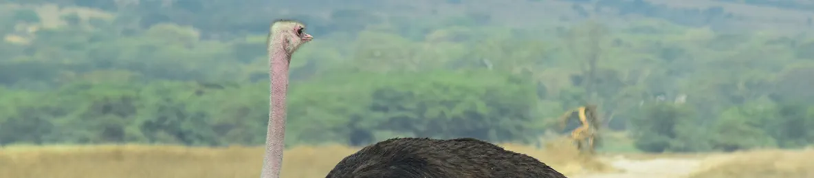 Ngorongoro National Park - CraterNgorongoro 