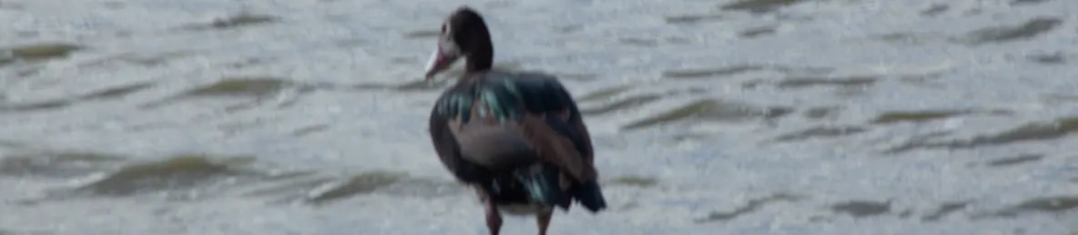 Ngorongoro National Park - Crater