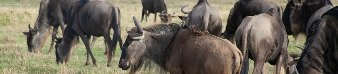Ngorongoro National Park - Crater