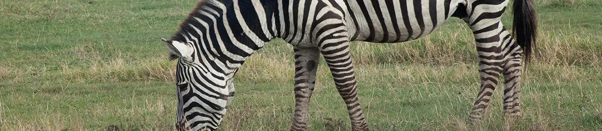 Ngorongoro National Park - Crater