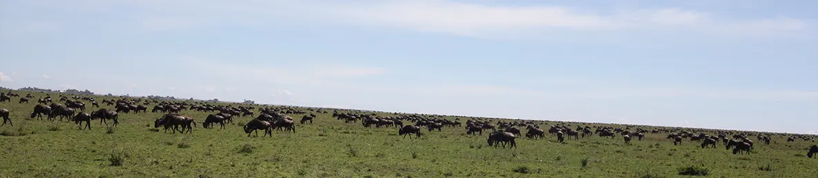 Ngorongoro National Park - Crater