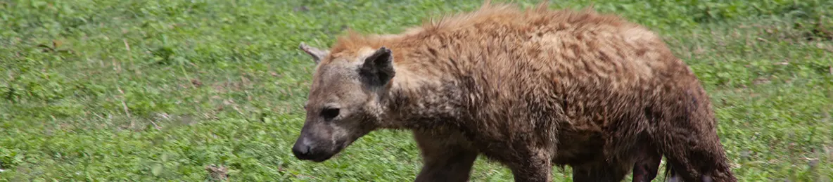 Ngorongoro National Park - Crater