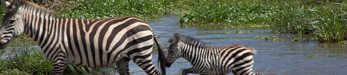 Ngorongoro National Park - Crater