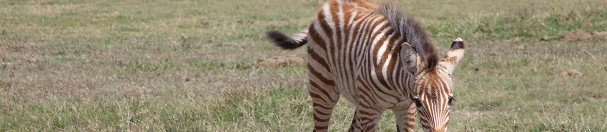 Ngorongoro National Park - Crater