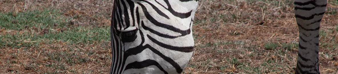 Ngorongoro National Park - Crater