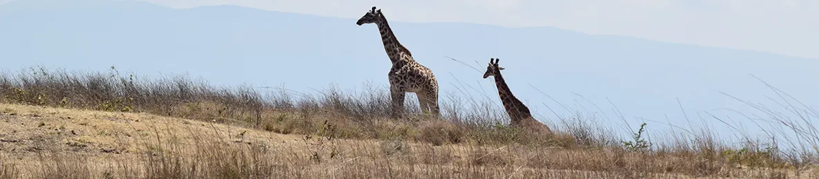 Ngorongoro Crater
