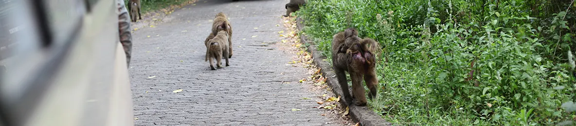 Ngorongoro National Park - Crater