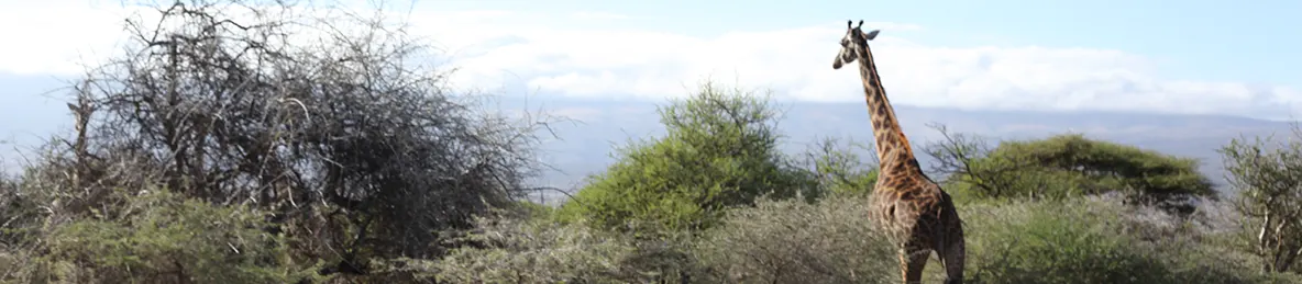 Ngorongoro National Park - Crater