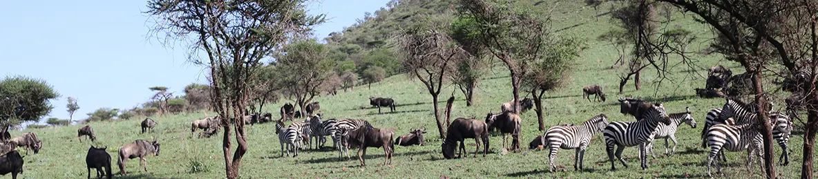 Ngorongoro Crater