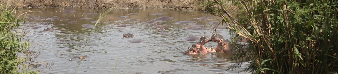 Ngorongoro National Park - Crater