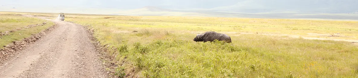 Ngorongoro National Park - Crater