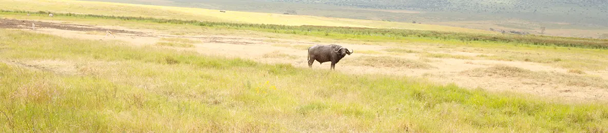 Ngorongoro Crater