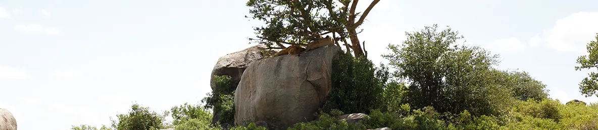 Ngorongoro National Park - Crater