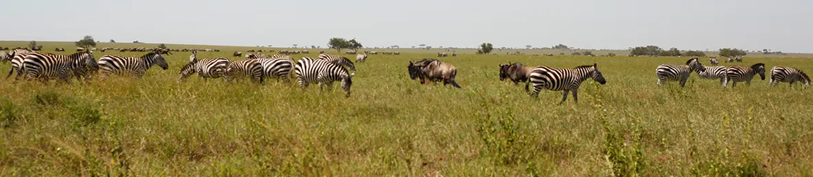 Ngorongoro National Park - Crater