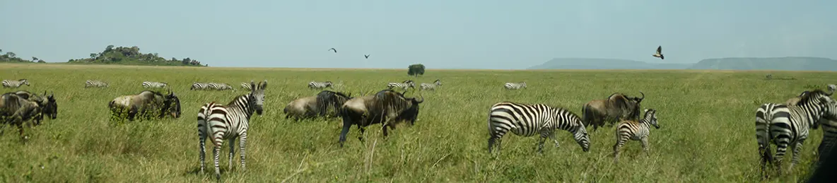 Ngorongoro National Park - Crater