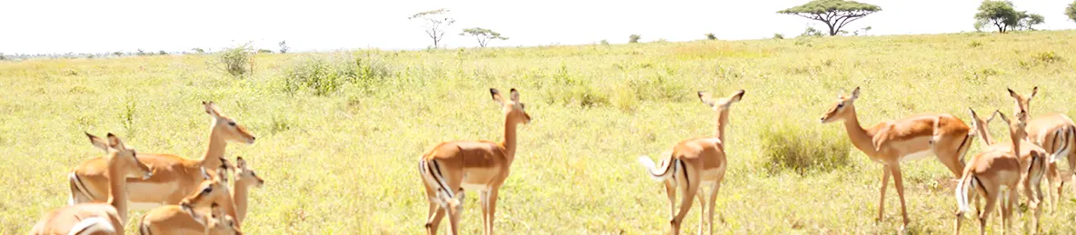 Ngorongoro National Park - Crater