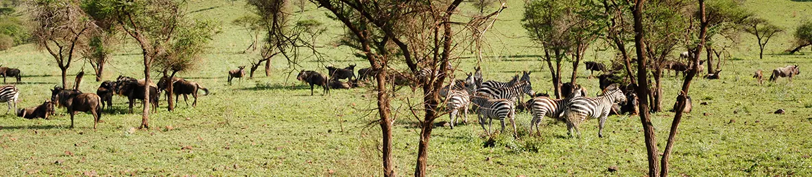 Ngorongoro Crater