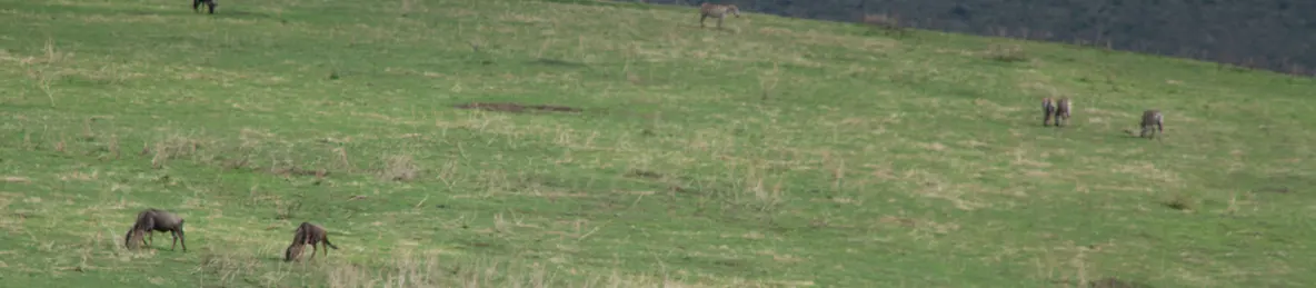 Ngorongoro National Park - Crater