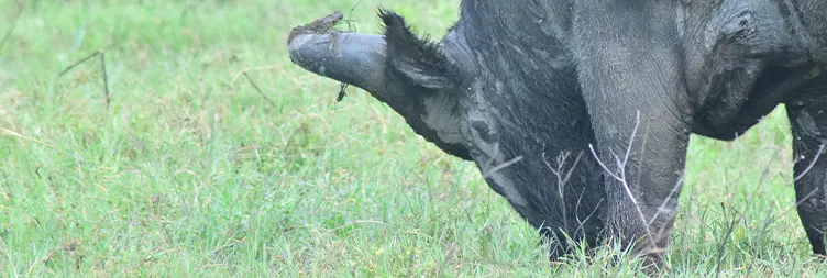  Ngorongoro Crater Tour back to Arusha 