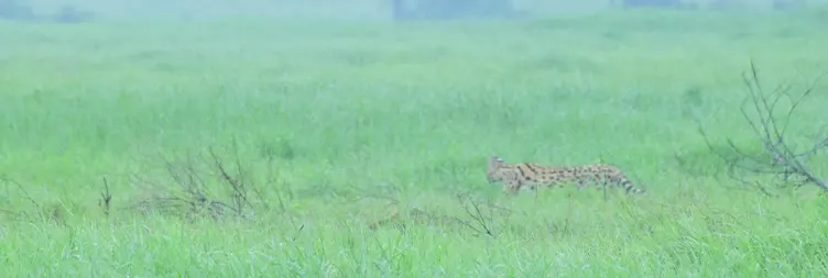 Central Serengeti Full Day Tour