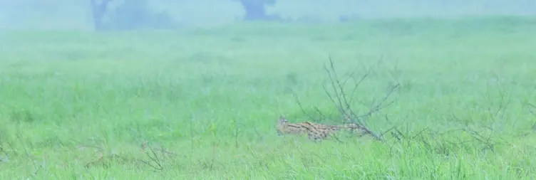 Ngorongoro Crater (Full Day Tour) - Back to Arusha