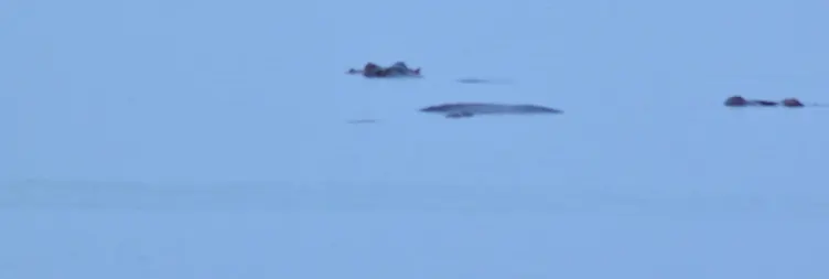 Serengeti to Ngorongoro