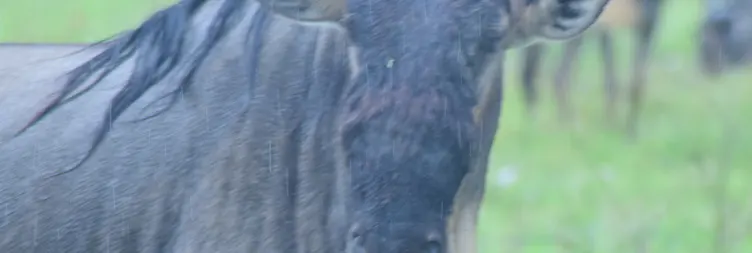 Ngorongoro Crater (Full Day Tour) and Back to Arusha