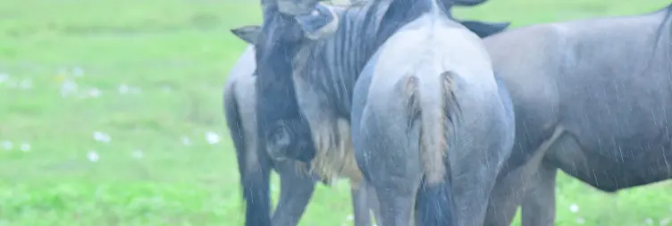 Ngorongoro Crater (Full Day Tour) and Back to Arusha 