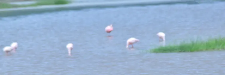 Ngorongoro Crater (Full Day Tour) back to Arusha 