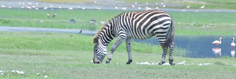 Serengeti (Morning Game Drive) to Ngorongoro 