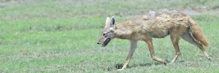: Serengeti (Morning Game Drive) to Ngorongoro 